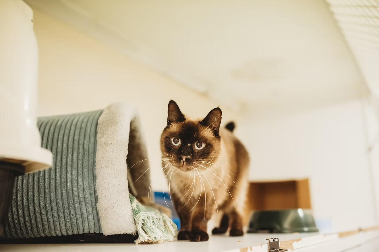 Rathmines Vet - Catalina Cat Boarding