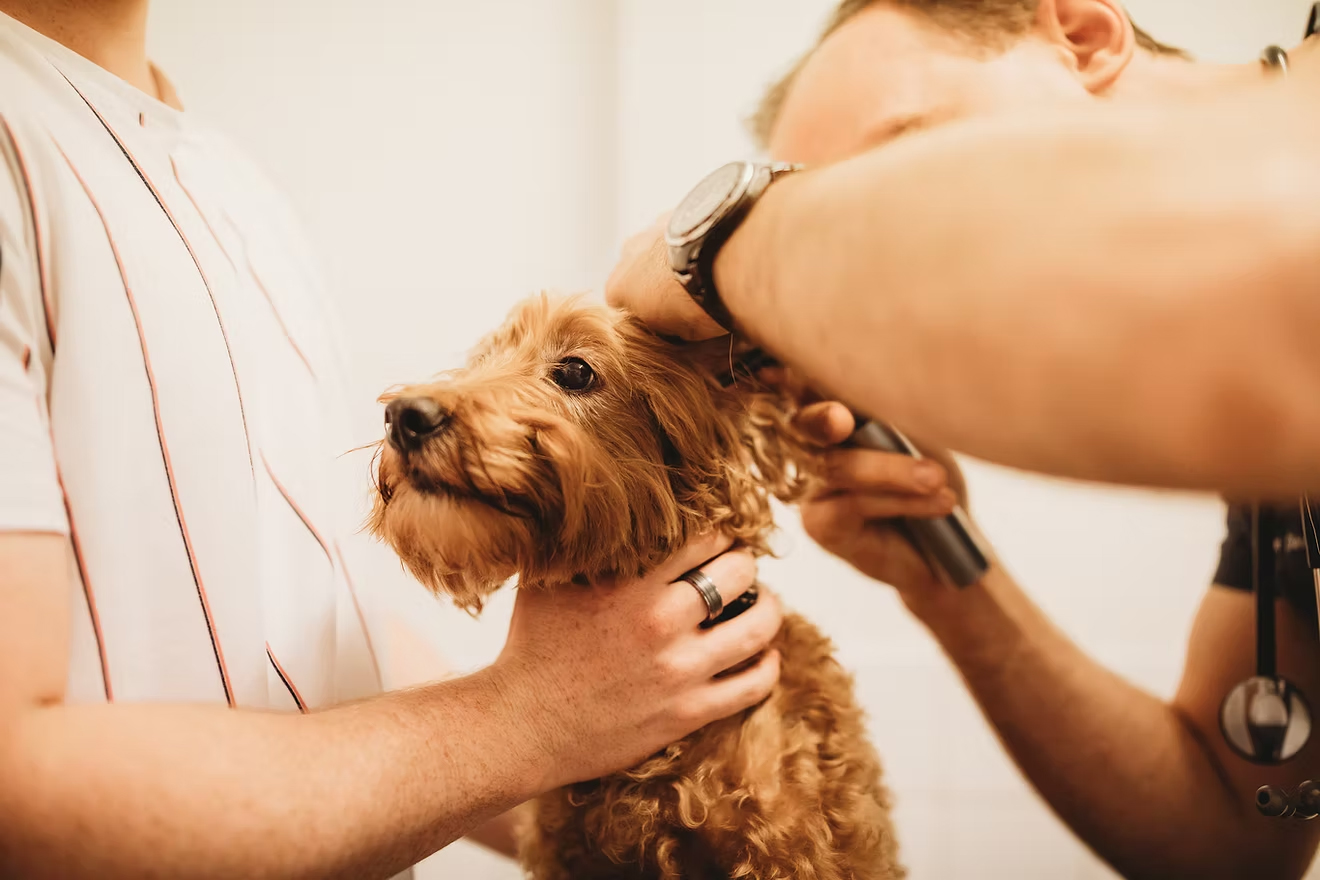 Rathmines Vet - Internal Medicine Services