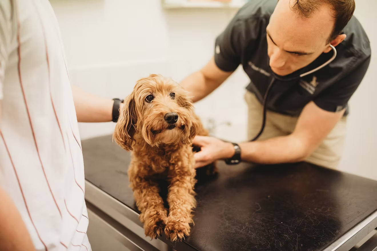 Rathmines Veterinary Hospital - Pet Wellness Exams & Preventative Care