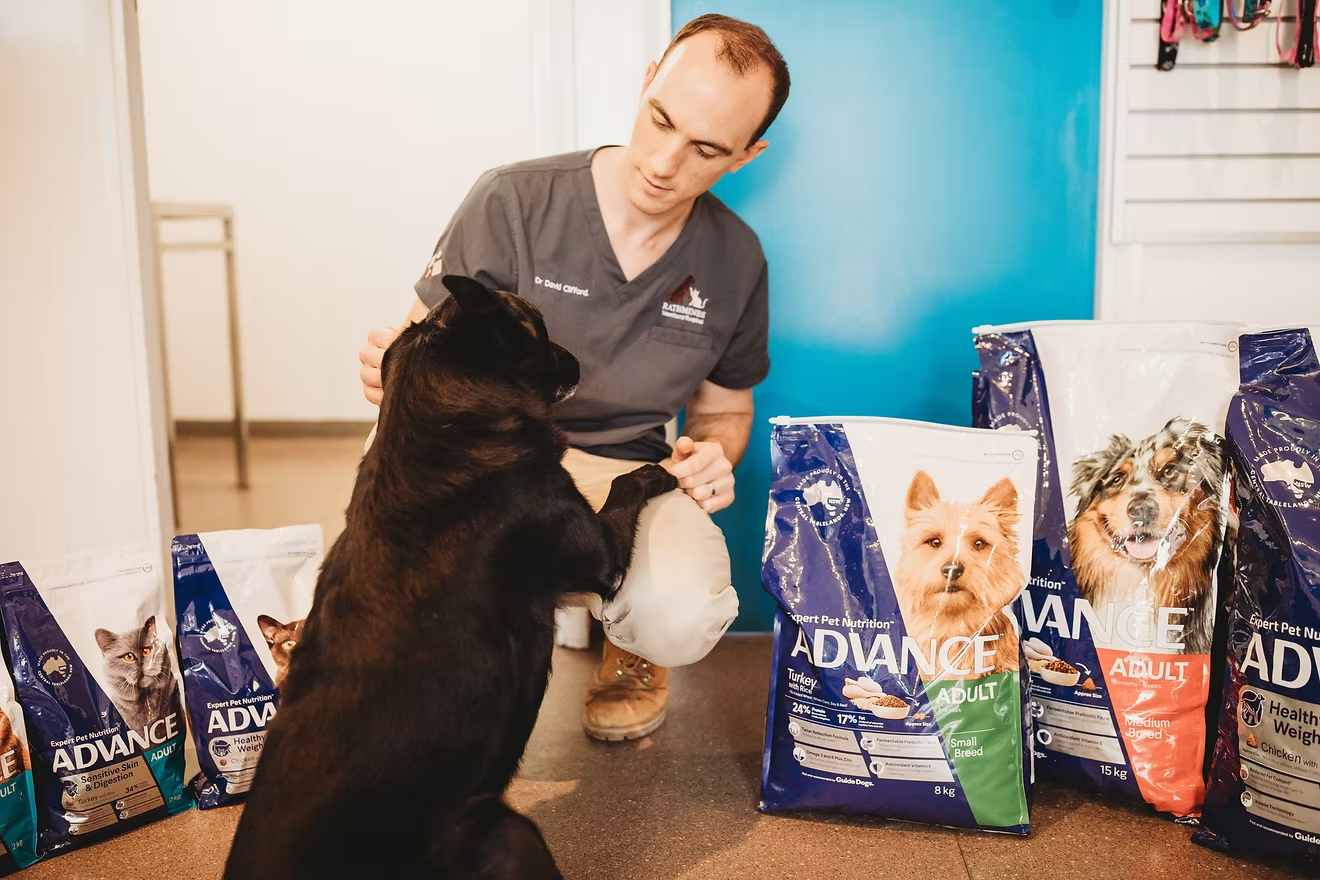 Rathmines Vet - Puppy Preschool
