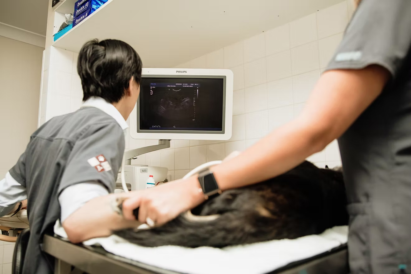 Rathmines Vet - Radiology and Ultrasonography