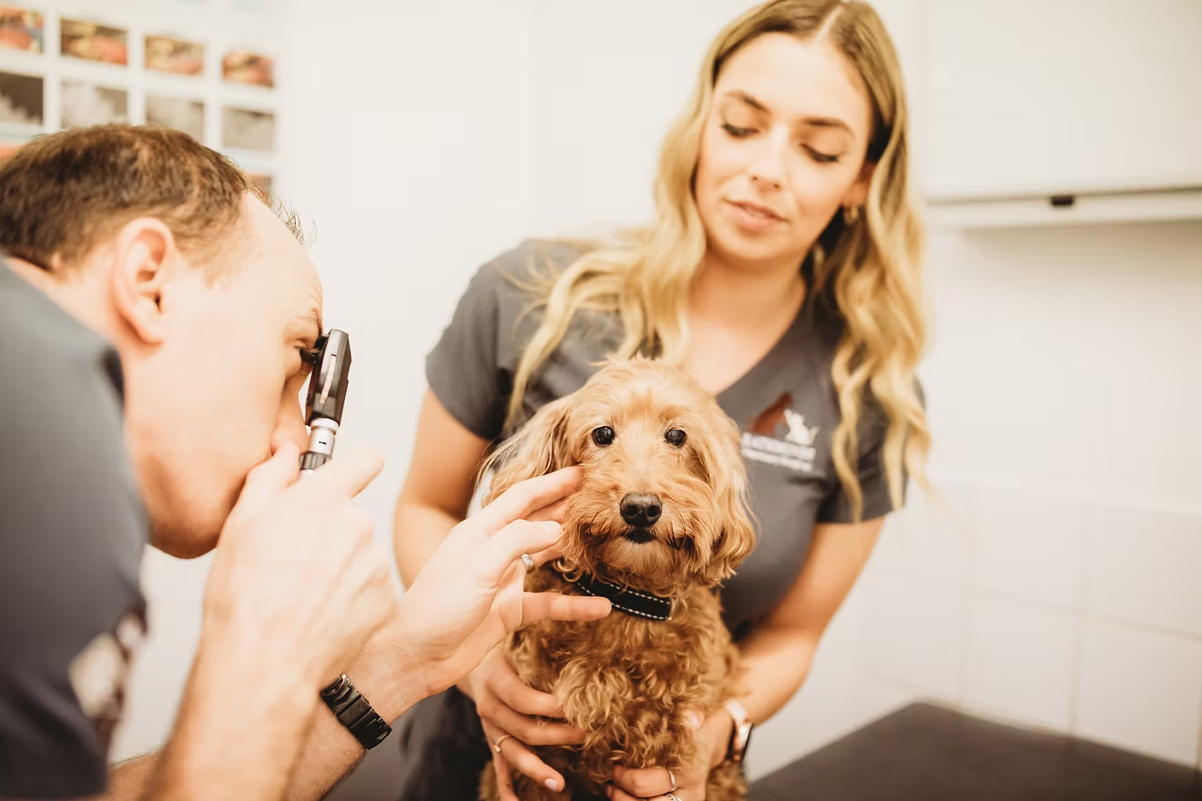 Rathmines Veterinary Hospital - Urgent Care Services