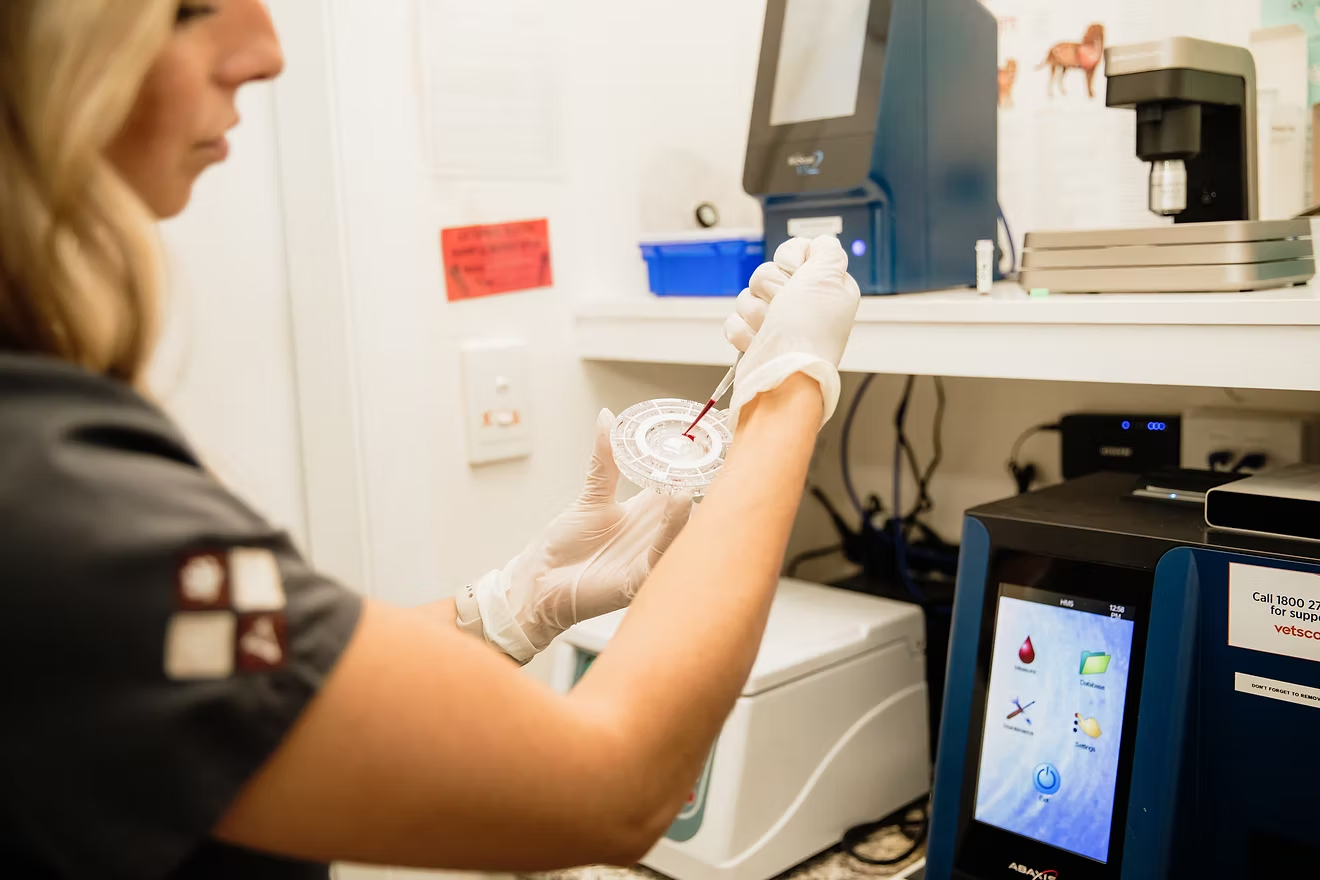 Rathmines Vet - Veterinary Pathology