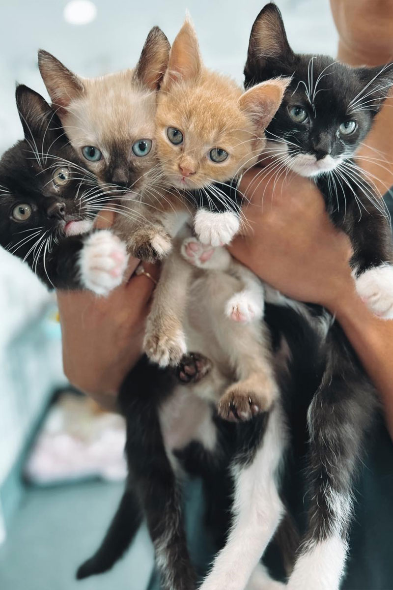 Rathmines Vet - Internal Medicine Services