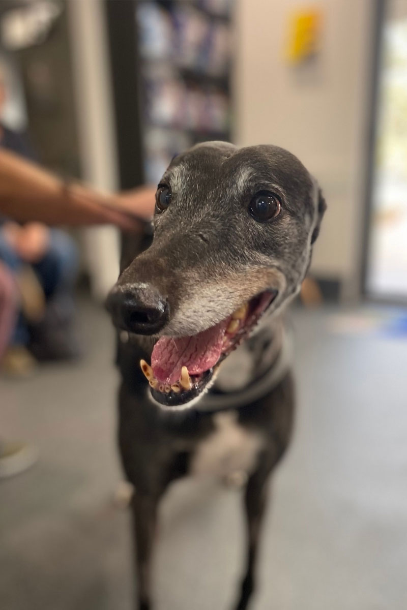 Rathmines Vet - Pet Dentistry