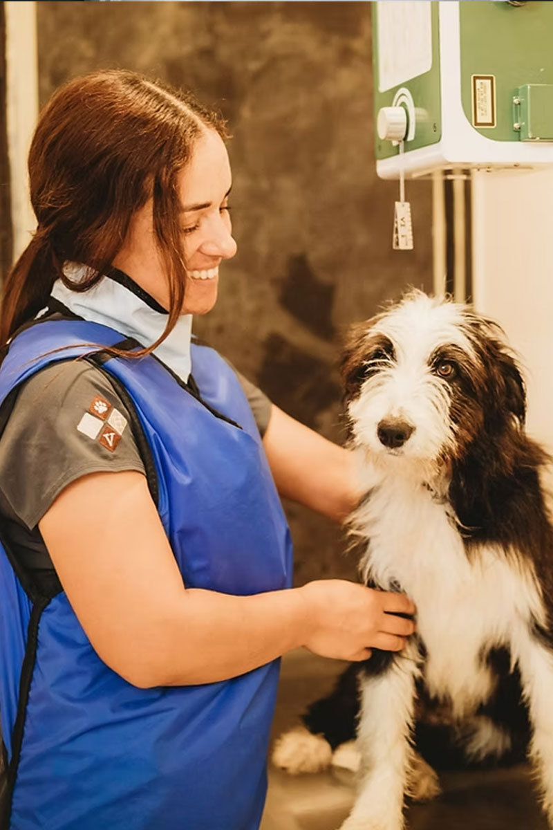 Rathmines Vet - Radiology and Ultrasonography