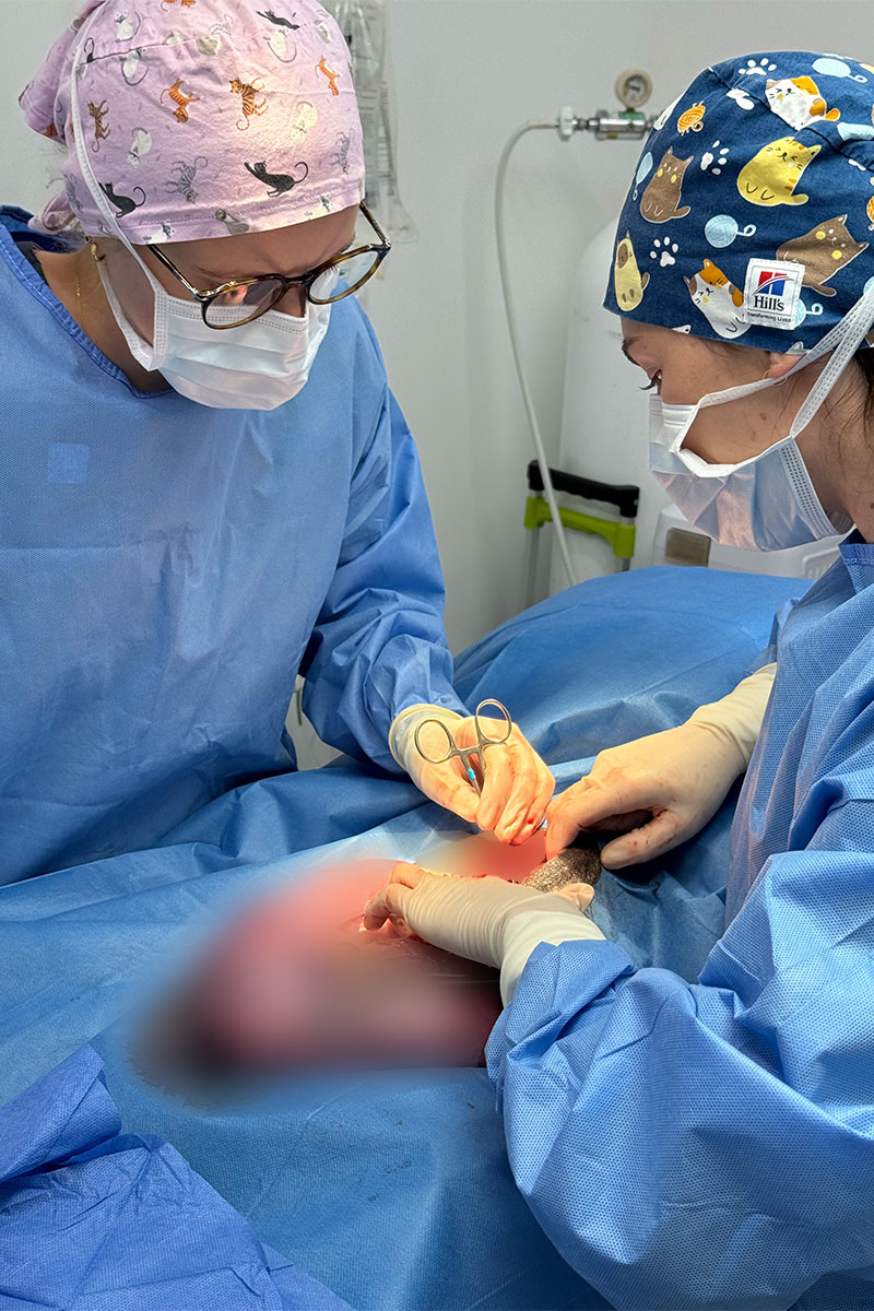 Rathmines Vet - Surgery & Anaesthesia