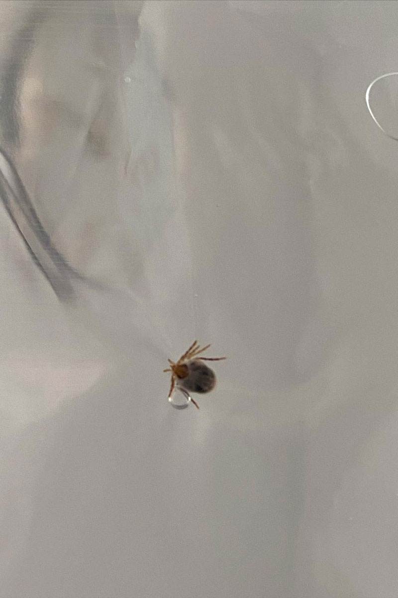 Rathmines Vet - Year Long Parasite Prevention Rathmines Vet - Year Long Parasite Prevention