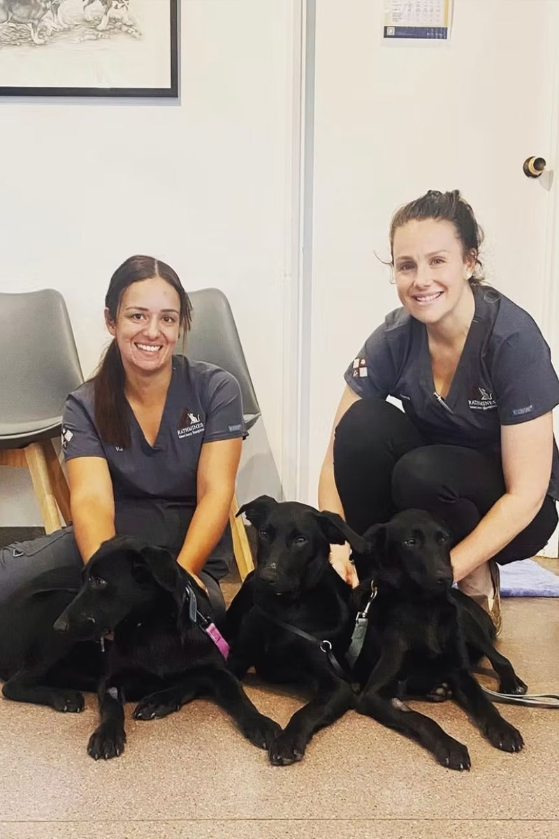 Rathmines Vet - Working Paws Dog Rescue